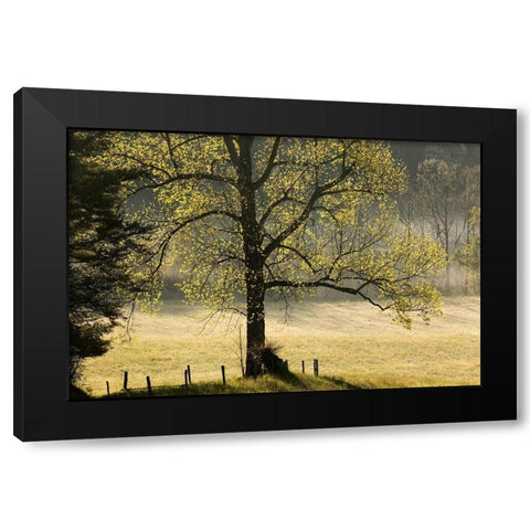 Tree backlit at sunrise-Cades Cove-Cades Cove-Smoky Mountains National Park-Tennessee Black Modern Wood Framed Art Print with Double Matting by Jones, Adam