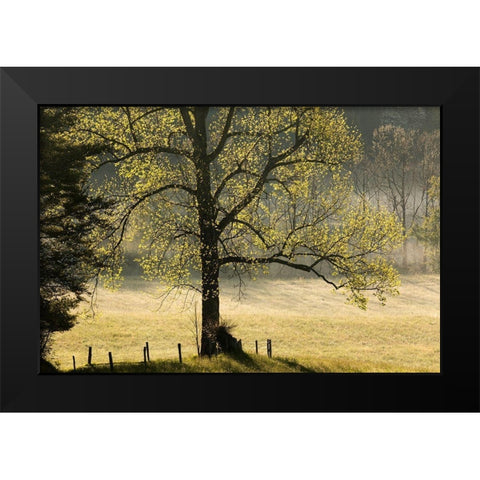 Tree backlit at sunrise-Cades Cove-Cades Cove-Smoky Mountains National Park-Tennessee Black Modern Wood Framed Art Print by Jones, Adam