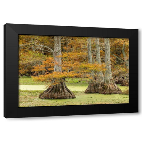 Autumn view of Bald Cypress trees-Reelfoot Lake State Park-Tennessee Black Modern Wood Framed Art Print by Jones, Adam