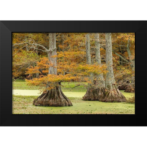 Autumn view of Bald Cypress trees-Reelfoot Lake State Park-Tennessee Black Modern Wood Framed Art Print by Jones, Adam