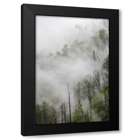 Fog drifting through black burned trees on mountain side-Great Smoky Mountains National Park Black Modern Wood Framed Art Print by Jones, Adam
