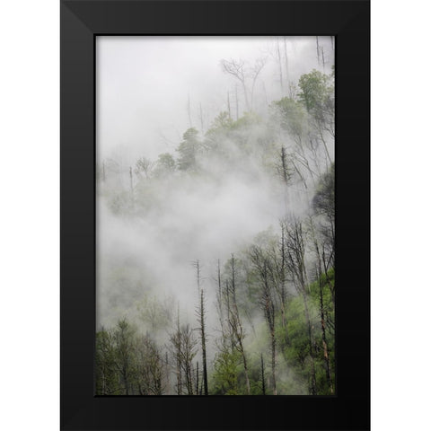 Fog drifting through black burned trees on mountain side-Great Smoky Mountains National Park Black Modern Wood Framed Art Print by Jones, Adam