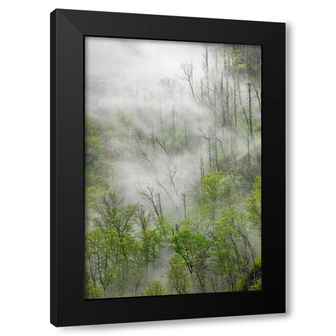 Fog drifting through black burned trees on mountain side-Great Smoky Mountains National Park Black Modern Wood Framed Art Print with Double Matting by Jones, Adam