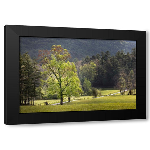 Loop road through Cades Cove passing beneath trees-Great Smoky Mountains National Park Black Modern Wood Framed Art Print by Jones, Adam