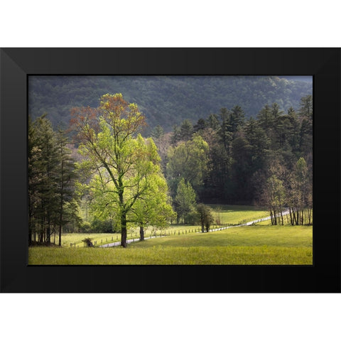 Loop road through Cades Cove passing beneath trees-Great Smoky Mountains National Park Black Modern Wood Framed Art Print by Jones, Adam