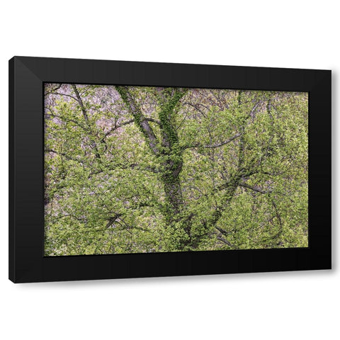 Pattern of spring leaves and tree branches-Cades Cove-Great Smoky Mountains National Park-Tennessee Black Modern Wood Framed Art Print by Jones, Adam