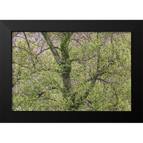 Pattern of spring leaves and tree branches-Cades Cove-Great Smoky Mountains National Park-Tennessee Black Modern Wood Framed Art Print by Jones, Adam