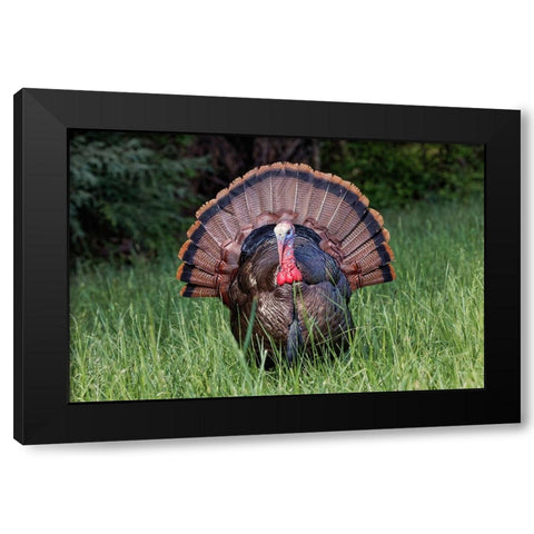 Male wild turkey in full breeding display Great Smoky Mountains-National Park-Tennessee Black Modern Wood Framed Art Print with Double Matting by Jones, Adam