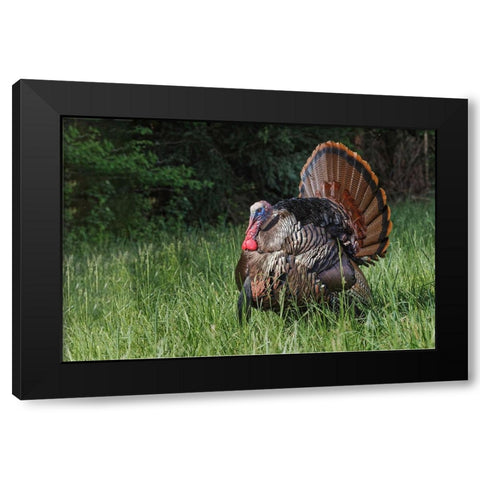 Male wild turkey in full breeding display Great Smoky Mountains-National Park-Tennessee Black Modern Wood Framed Art Print by Jones, Adam