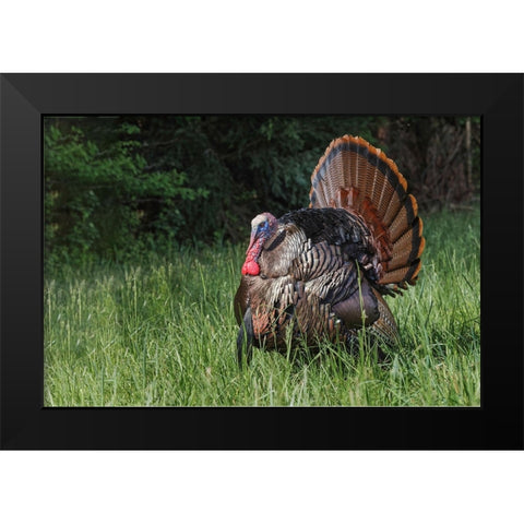 Male wild turkey in full breeding display Great Smoky Mountains-National Park-Tennessee Black Modern Wood Framed Art Print by Jones, Adam