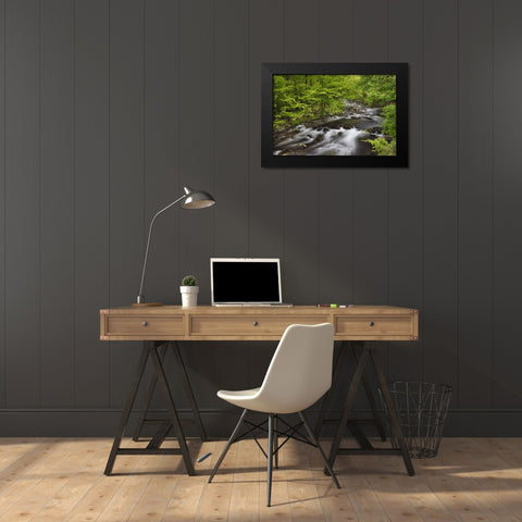 Spring view of forest along Middle Prong of Little Pigeon River-Great Smoky Mountains National Park Black Modern Wood Framed Art Print by Jones, Adam
