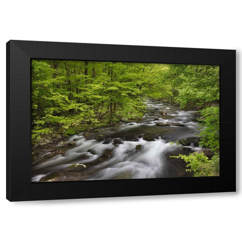 Spring view of forest along Middle Prong of Little Pigeon River-Great Smoky Mountains National Park Black Modern Wood Framed Art Print by Jones, Adam