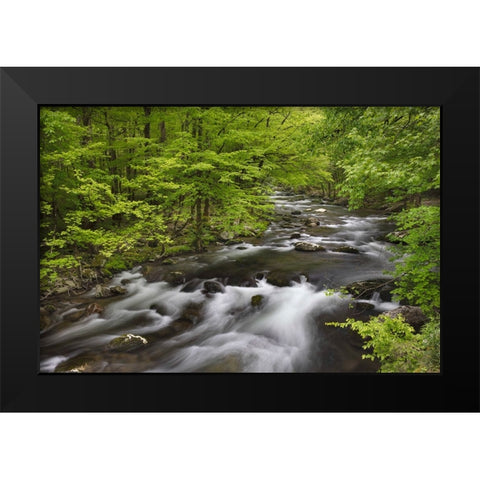 Spring view of forest along Middle Prong of Little Pigeon River-Great Smoky Mountains National Park Black Modern Wood Framed Art Print by Jones, Adam