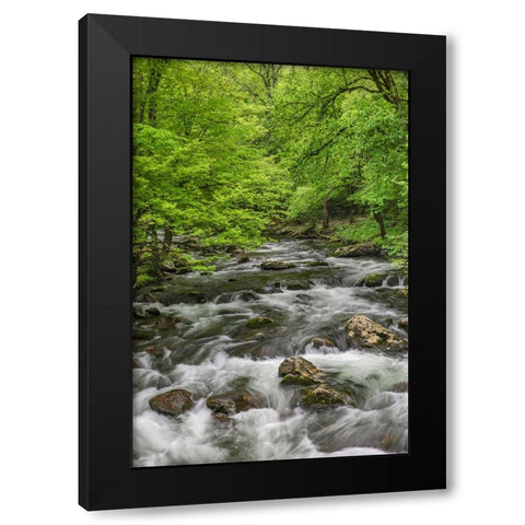 Spring view of forest along Middle Prong of Little Pigeon River-Great Smoky Mountains National Park Black Modern Wood Framed Art Print by Jones, Adam