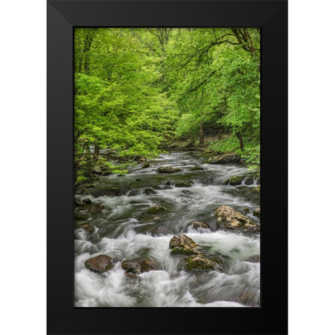 Spring view of forest along Middle Prong of Little Pigeon River-Great Smoky Mountains National Park Black Modern Wood Framed Art Print by Jones, Adam