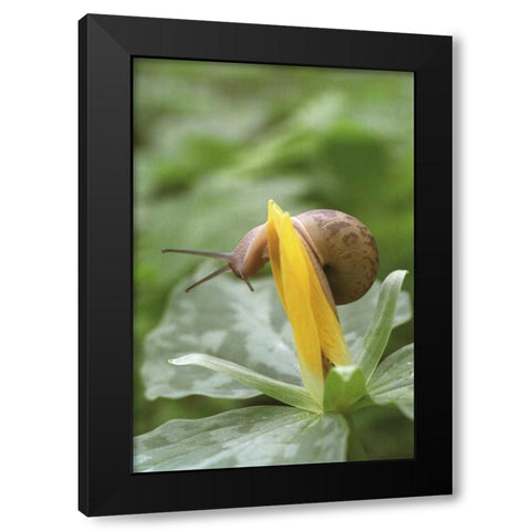 TN, Great Smoky Mts Snail on trillium flower Black Modern Wood Framed Art Print by Paulson, Don