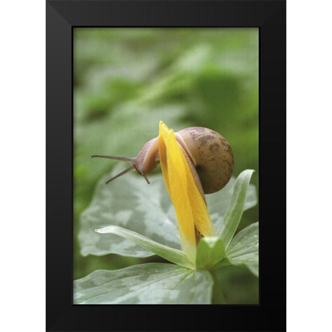 TN, Great Smoky Mts Snail on trillium flower Black Modern Wood Framed Art Print by Paulson, Don