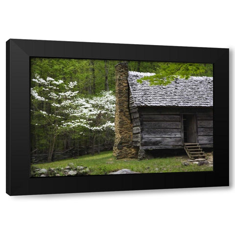 TN, Great Smoky Mts Log cabin and blooming trees Black Modern Wood Framed Art Print by Flaherty, Dennis