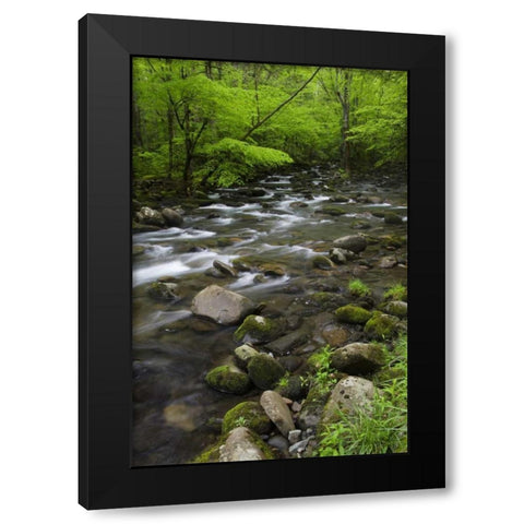 TN, Great Smoky Mts Mountain stream and trees Black Modern Wood Framed Art Print with Double Matting by Flaherty, Dennis