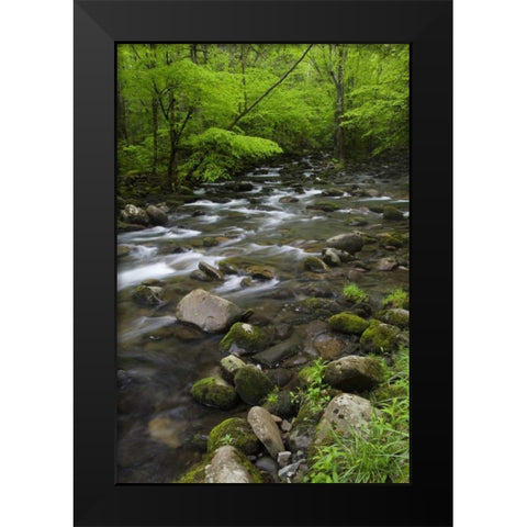 TN, Great Smoky Mts Mountain stream and trees Black Modern Wood Framed Art Print by Flaherty, Dennis