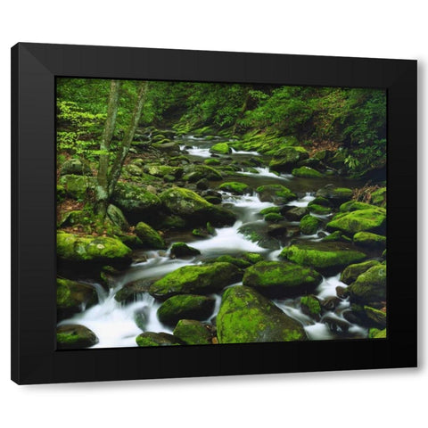 Tennessee, Stream in The Great Smoky Mts Black Modern Wood Framed Art Print by Talbot Frank, Christopher