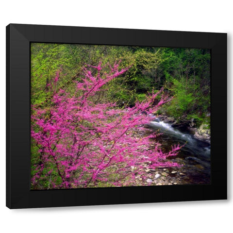 TN, Great Smoky Mountain Redbuds in the forest Black Modern Wood Framed Art Print with Double Matting by Talbot Frank, Christopher