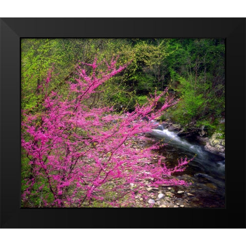 TN, Great Smoky Mountain Redbuds in the forest Black Modern Wood Framed Art Print by Talbot Frank, Christopher