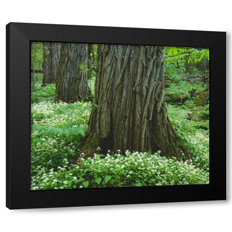 TN, Great Smoky Mountain NP Old-growth trees Black Modern Wood Framed Art Print with Double Matting by Talbot Frank, Christopher