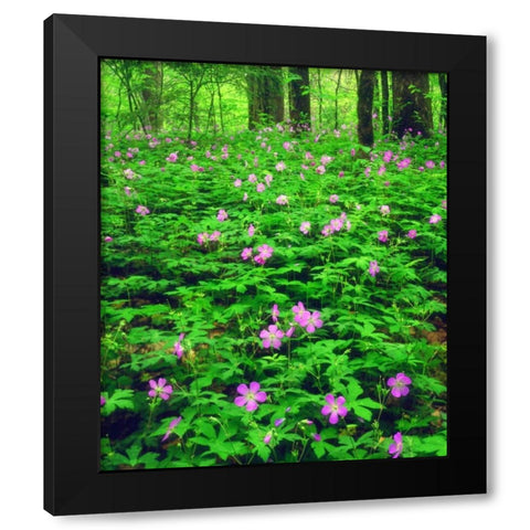 TN, Great Smoky Mts NP Flowers in the forest Black Modern Wood Framed Art Print with Double Matting by Talbot Frank, Christopher