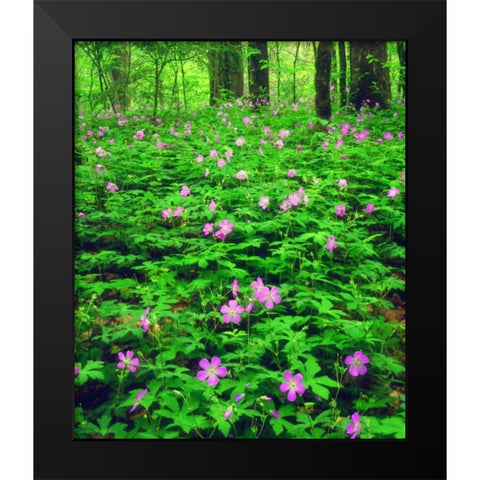 TN, Great Smoky Mts NP Flowers in the forest Black Modern Wood Framed Art Print by Talbot Frank, Christopher