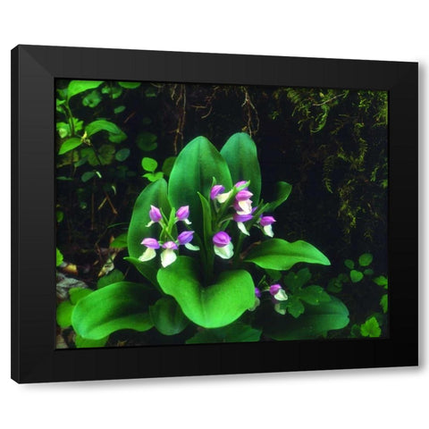 TN, Showy Orchis in Great Smoky Mountain NP Black Modern Wood Framed Art Print with Double Matting by Talbot Frank, Christopher