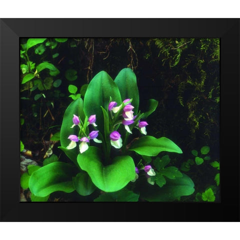 TN, Showy Orchis in Great Smoky Mountain NP Black Modern Wood Framed Art Print by Talbot Frank, Christopher