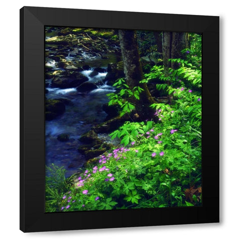 TN, flowers along a stream in The Great Smoky Mts Black Modern Wood Framed Art Print with Double Matting by Talbot Frank, Christopher