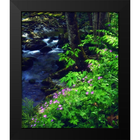 TN, flowers along a stream in The Great Smoky Mts Black Modern Wood Framed Art Print by Talbot Frank, Christopher