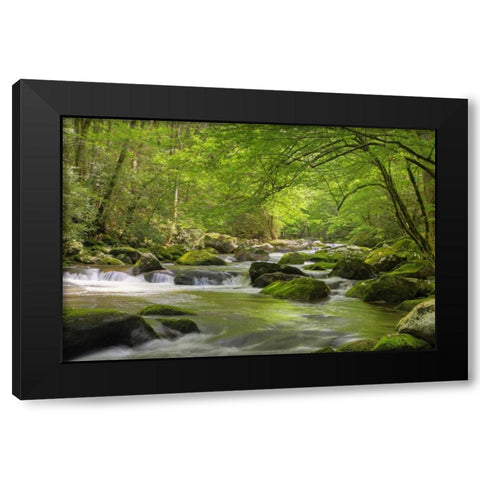 TN, Great Smoky Mts Cascading creek in spring Black Modern Wood Framed Art Print by Flaherty, Dennis