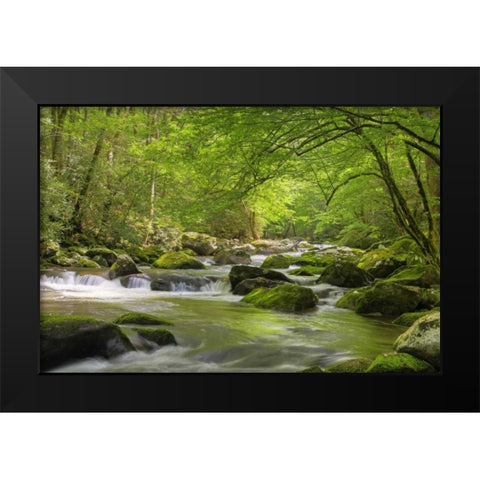 TN, Great Smoky Mts Cascading creek in spring Black Modern Wood Framed Art Print by Flaherty, Dennis