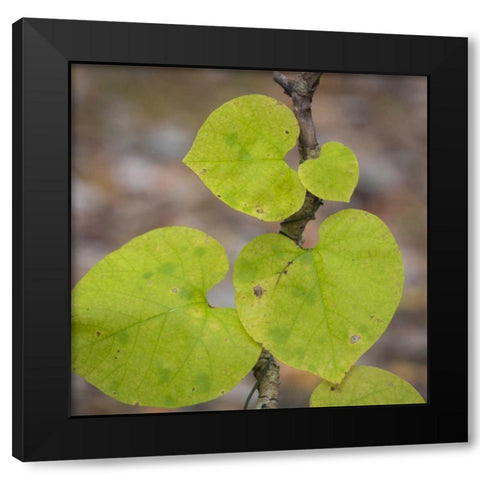 USA, Tennessee Heart-shaped vine leaves Black Modern Wood Framed Art Print with Double Matting by Paulson, Don