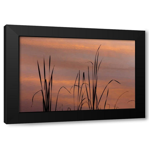 TN, Falls Creek Falls SP Sunrise on cattails Black Modern Wood Framed Art Print by Paulson, Don