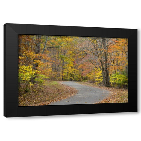 TN, Falls Creek Falls SP Road through forest Black Modern Wood Framed Art Print by Paulson, Don