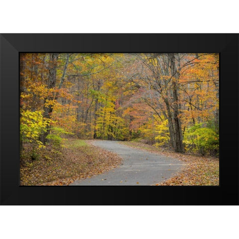 TN, Falls Creek Falls SP Road through forest Black Modern Wood Framed Art Print by Paulson, Don