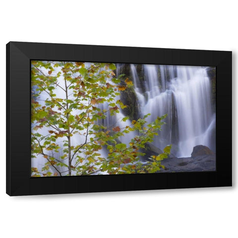 USA, Tennessee Maple tree and Bald Creek Falls Black Modern Wood Framed Art Print with Double Matting by Paulson, Don
