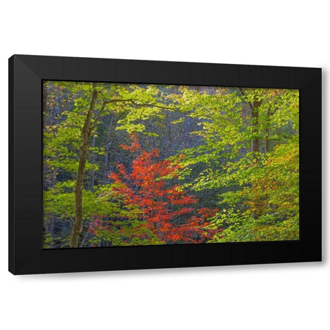 Tennessee Autumn foliage in Cherokee NF Black Modern Wood Framed Art Print with Double Matting by Paulson, Don