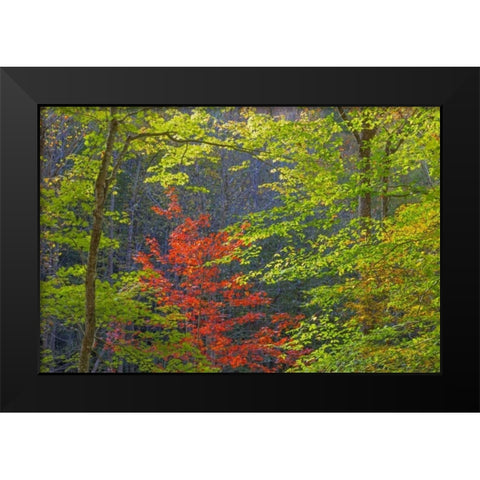 Tennessee Autumn foliage in Cherokee NF Black Modern Wood Framed Art Print by Paulson, Don