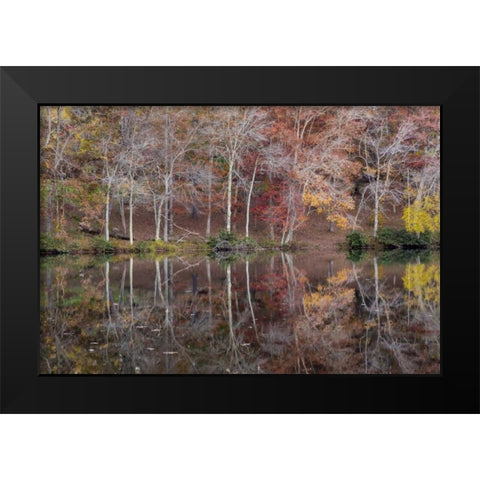 TN, Cumberland Mountain SP Byrd Lake, Tennessee Black Modern Wood Framed Art Print by Paulson, Don