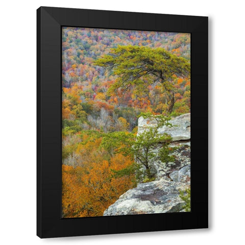 TN, Fall Creek Falls SP Buzzards Roost Black Modern Wood Framed Art Print by Paulson, Don