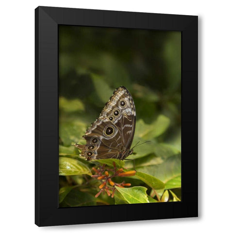 Tennessee, Chattanooga Giant owl butterfly Black Modern Wood Framed Art Print with Double Matting by Grall, Don