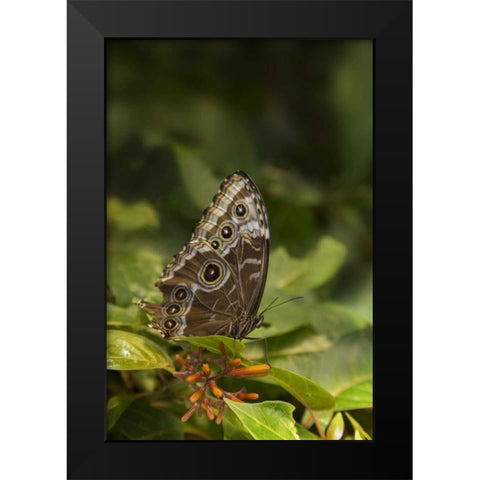 Tennessee, Chattanooga Giant owl butterfly Black Modern Wood Framed Art Print by Grall, Don