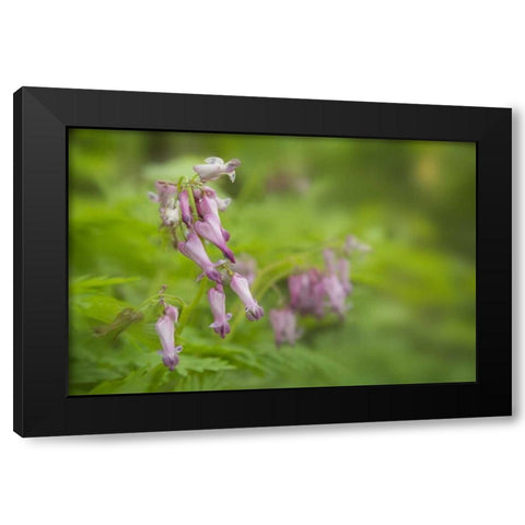 TN, Great Smoky Mts Bleeding heart in Cades Cove Black Modern Wood Framed Art Print with Double Matting by Grall, Don