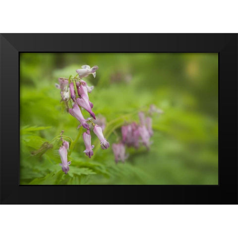 TN, Great Smoky Mts Bleeding heart in Cades Cove Black Modern Wood Framed Art Print by Grall, Don