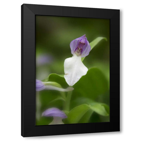 Tennessee, Great Smoky Mts Showy orchis orchid Black Modern Wood Framed Art Print by Grall, Don